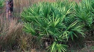 ProstaPrime Support™-ingrediant-Saw Palmetto
Fruit Extract