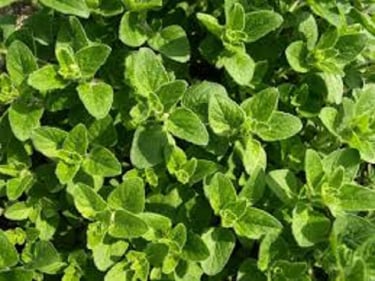 ProstaPrime Support™-ingrediant-Oregano Leaf Extract
(Origanum vulgare)